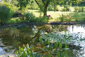 teiche-loeschteiche02